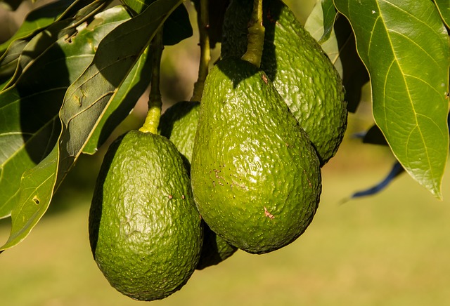 avo-tree